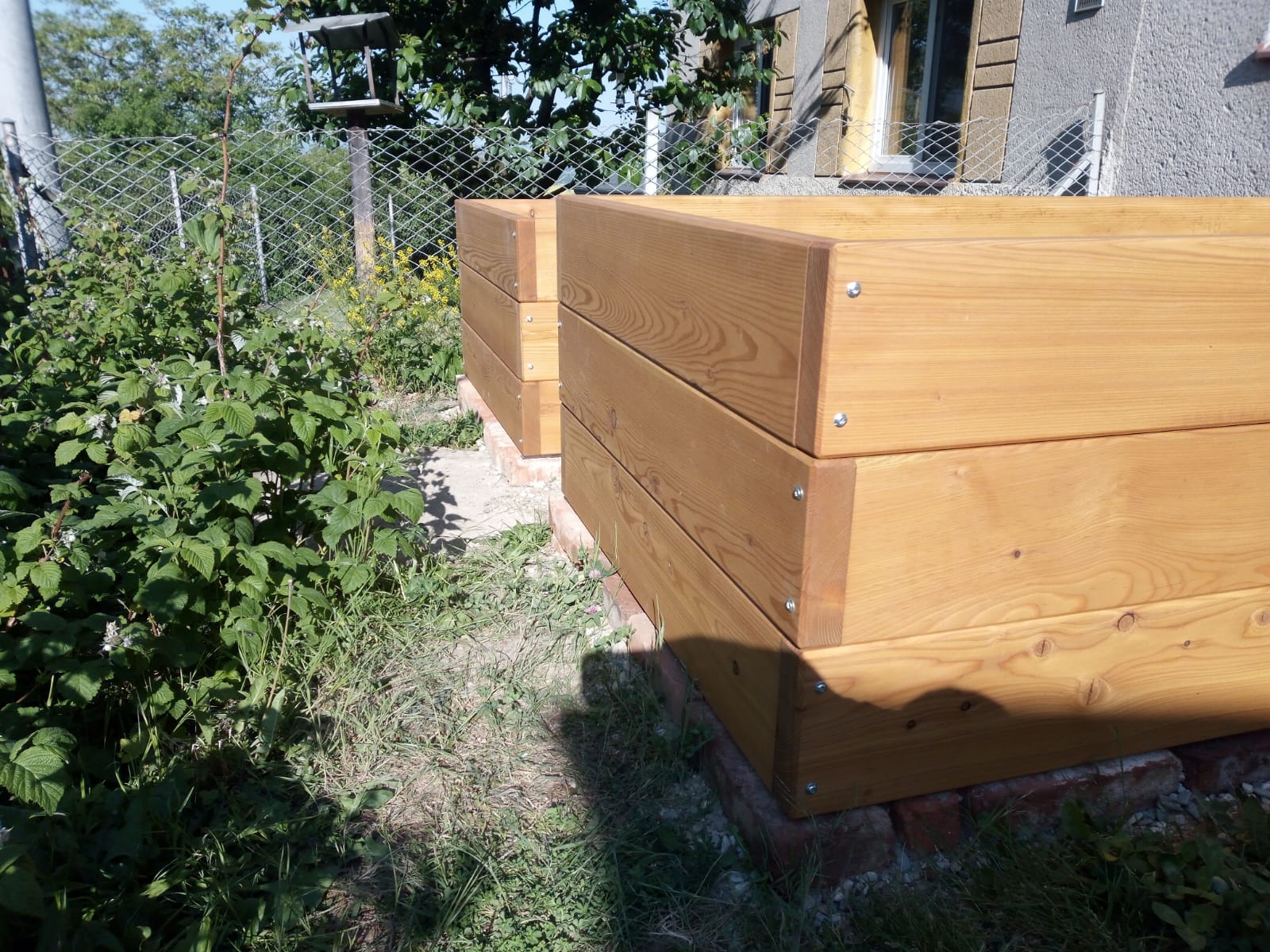 Fotografie modřínových záhonků